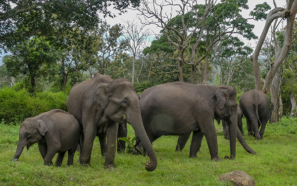 Odisha To Conduct DNA Profiling For Elephant Census