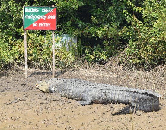 Crocodiles Bhitarkanika
