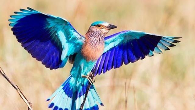 Odisha’s state bird Neelkanth (Indian Roller)