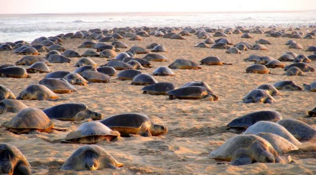 Olive Ridley Turtles Back In Odisha’s Gahirmatha For Mass Nesting