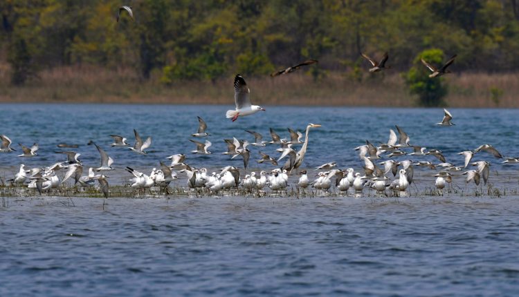 Odisha’s Hirakud Receives 3.16 Lakh Winged Visitors, Highest In Decade