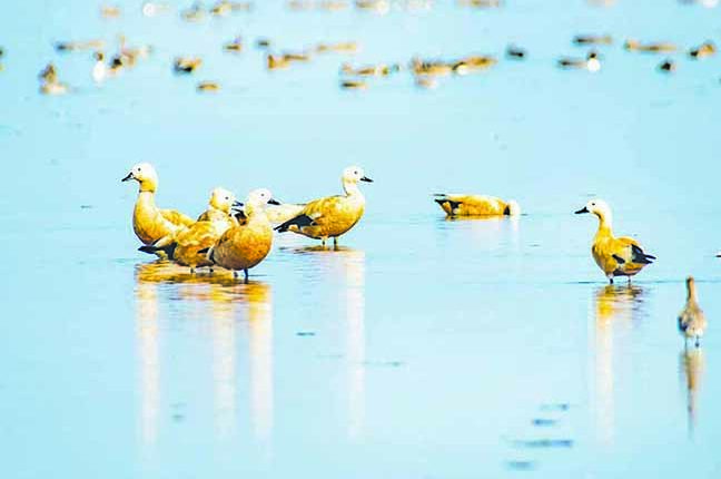 Chilika Survey: Over 57,000 More Migratory Birds Arrive This Year