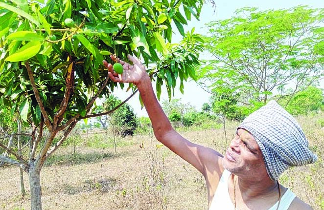 Sudhir, the 'Green Man' of Brahmapur, has planted 1.5 lakh saplings