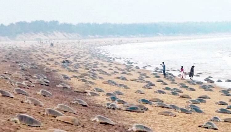 Olive Ridley turtle mass nesting at Rushikulya coast breaks all records