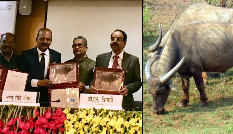 Union Agriculture Minister presented the breed registration certificate of the unique ‘Manda’ buffalo of Odisha