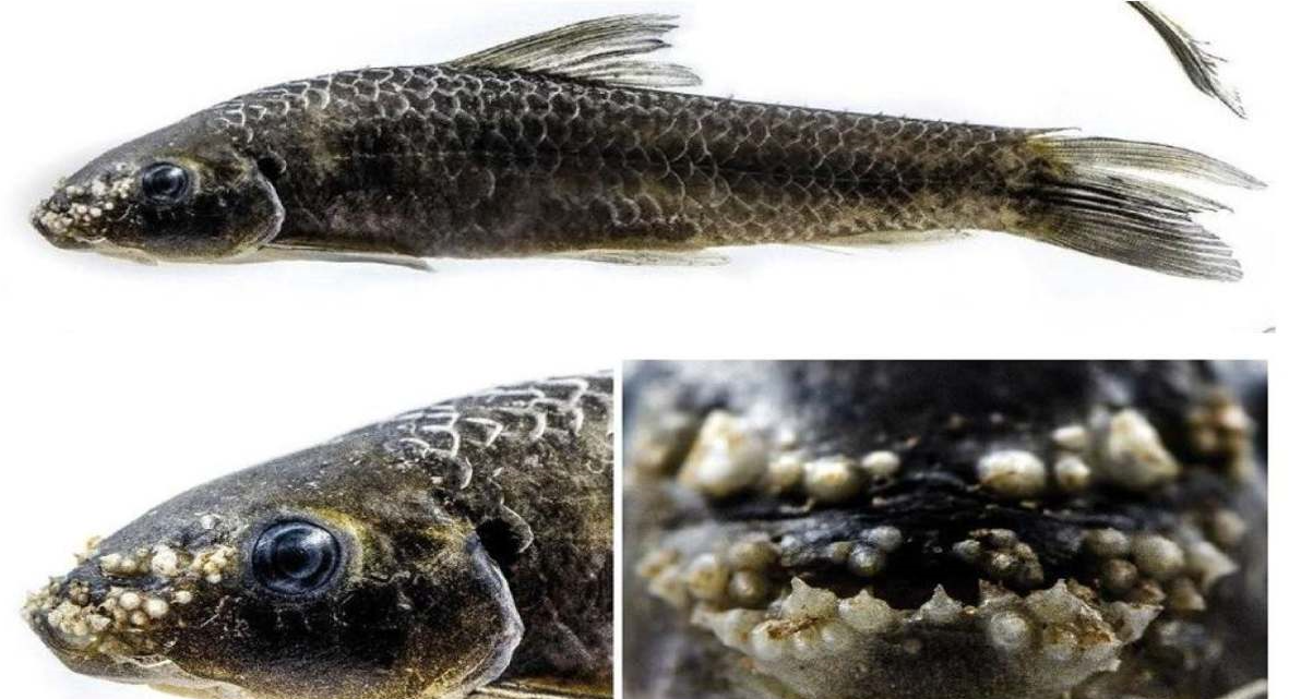 CUO Researchers Discover Rare Freshwater Fish Species in Odisha's Kolab River