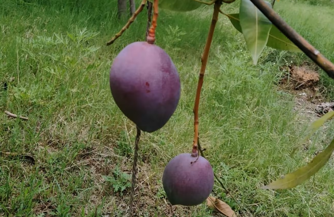 Odisha Farmer Grows World’s Most Expensive Mango ‘Miyazaki’ In His Orchard