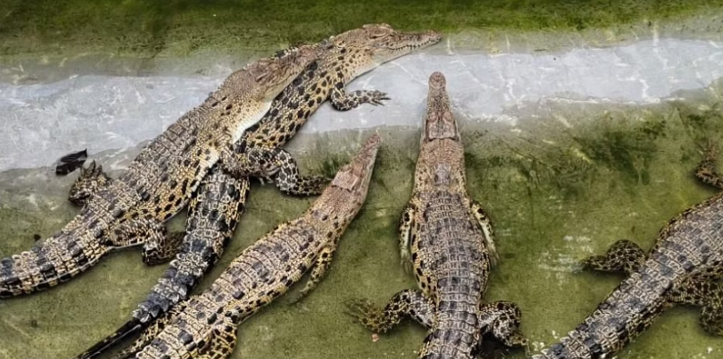 2500 Baby Estuarine Crocodiles Break Out Of Eggshells In Odisha’s Bhitarkanika National Park