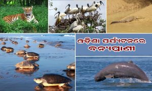 odisha tourism