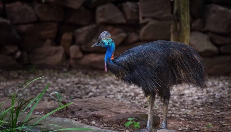 Bhubaneswar's Nandankanan Zoo Welcomes a Pair of Cassowary Birds