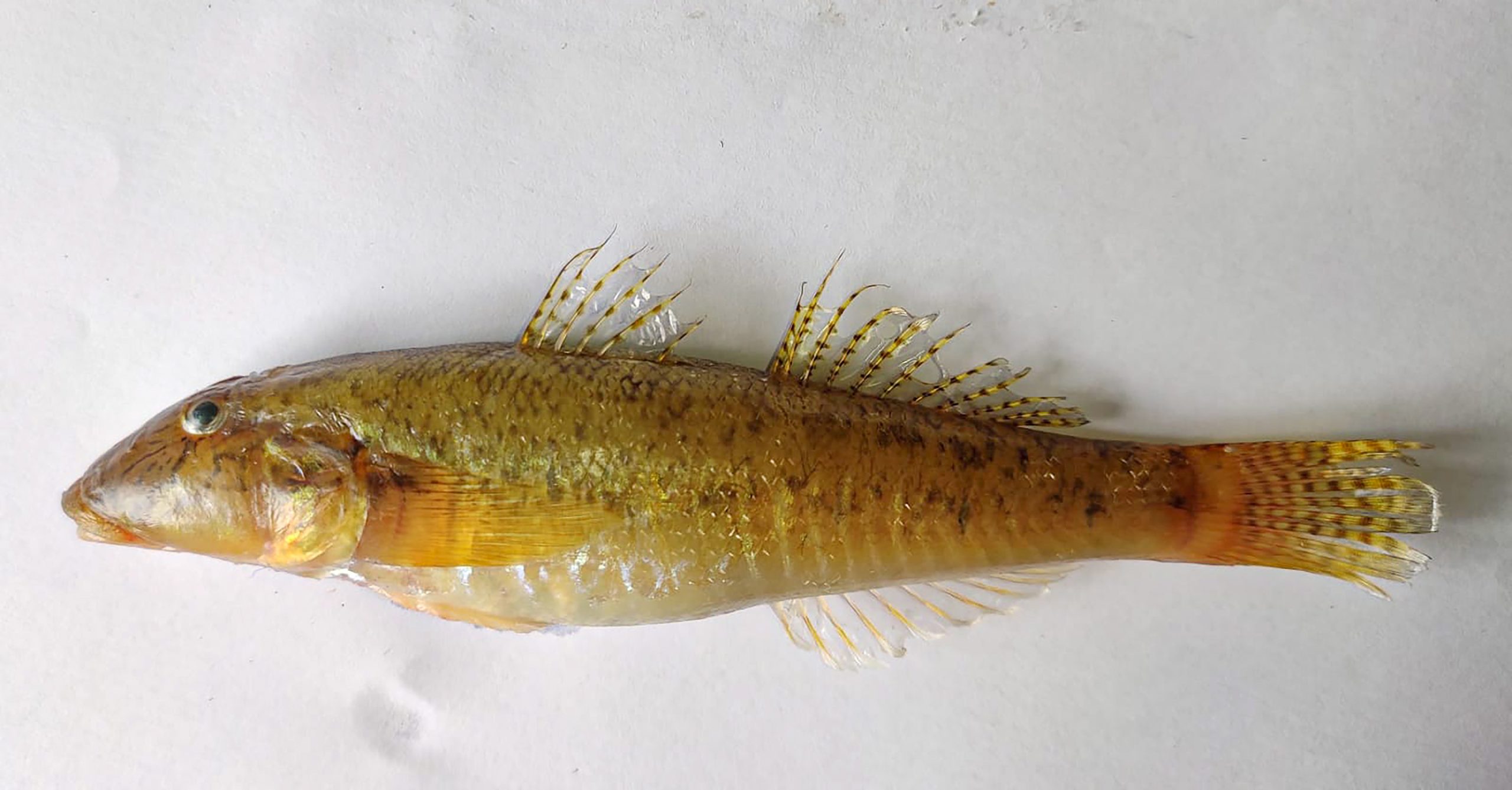 Researchers Discover New Freshwater Fish Species 'Awaous Motla' In Odisha's Mahanadi River