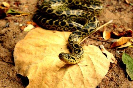 Another rare yellow Anaconda passes away at Nandankanan Zoo in Bhubaneswar