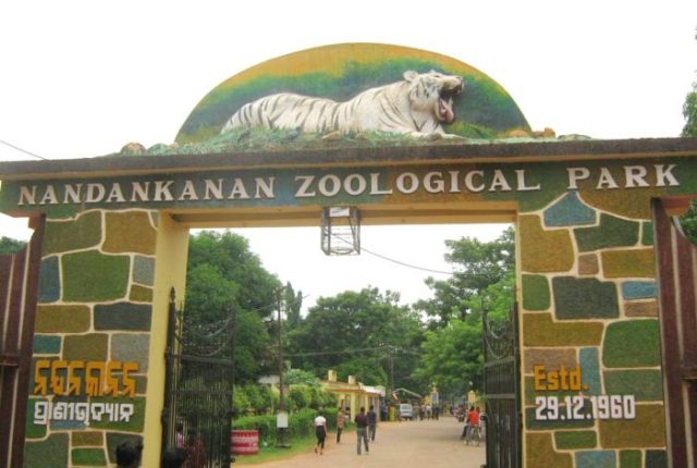Nandankanan Zoo In Bhubaneswar To Bring Cheetahs, White Lions From Abroad In New Year