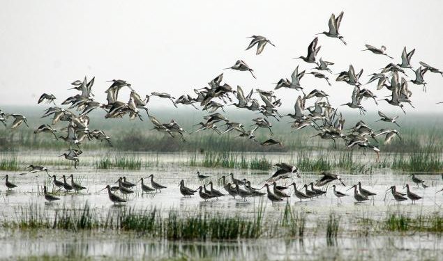 Bird census: over 11.37 lakh birds flock to Chilika lake