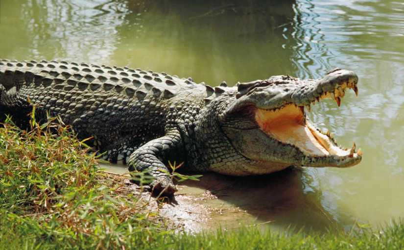 Crocodile population goes up in Odisha’s Bhitarkanika National Park & Satkosia