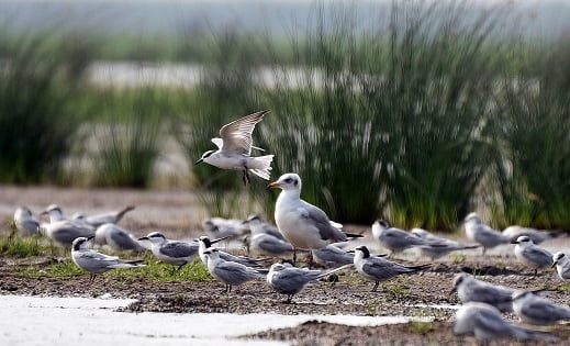 Annual bird census to begin in Odisha’s Chilika lake on January 4