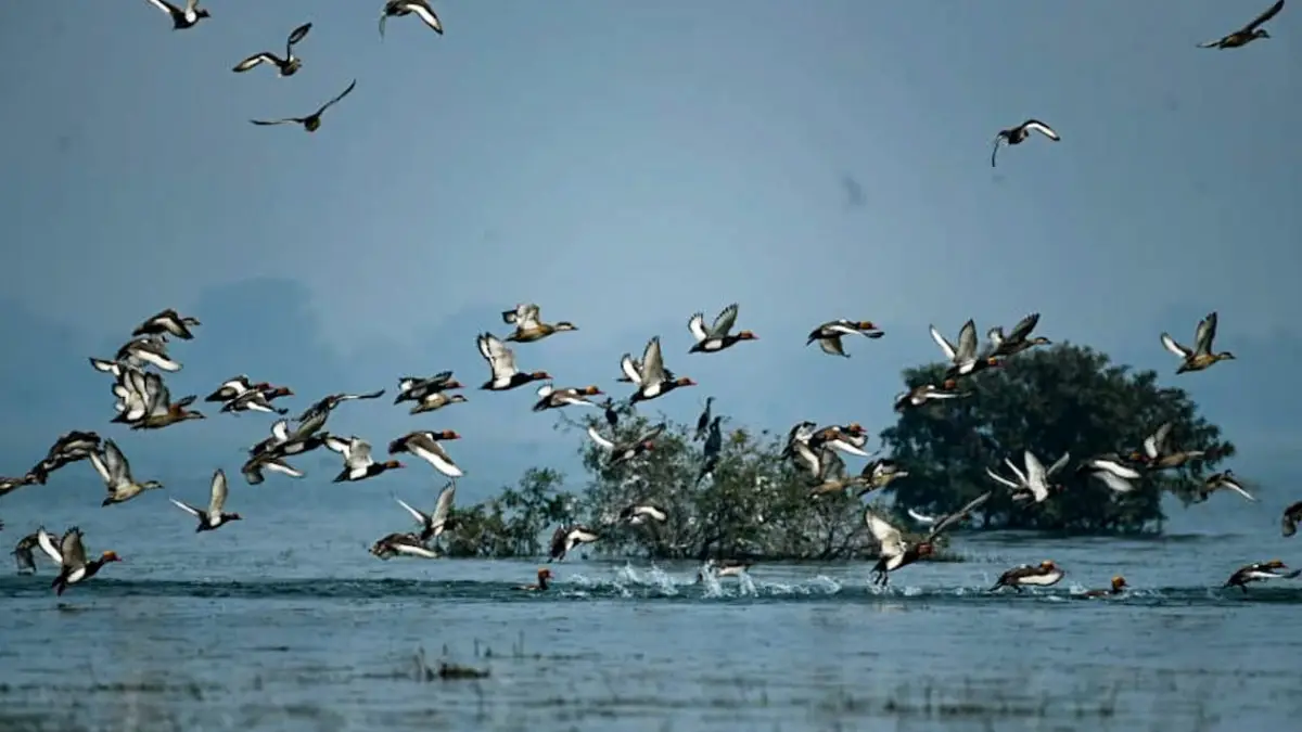 Annual bird census begins in Odisha’s Hirakud reservoir