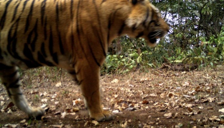 Royal Bengal Tiger Spotted At Odisha’s Sundargarh Forest After Two Decades