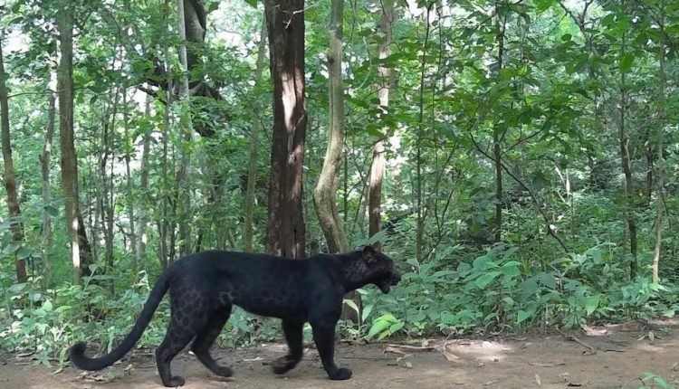 Trap cameras capture black leopard in forest of Odisha’s Sundargarh