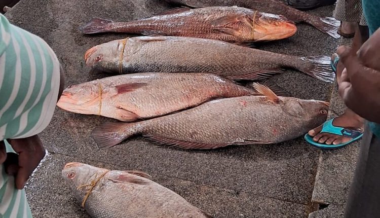 Fishermen Auction 17 rare Telia Fish Caught From Deep Sea Off Paradip Coast For Rs 18 Lakh