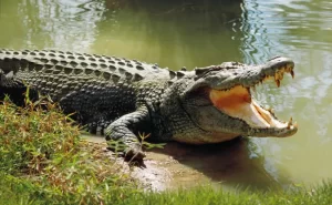 Odisha's Bhitarkanika Enforces 3-Month Visitor Ban Today For Crocodile Mating Season