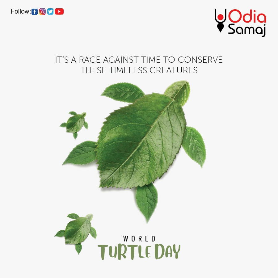 Celebrating World Turtle Day: Raising Awareness and Contributing to Their Wellbeing