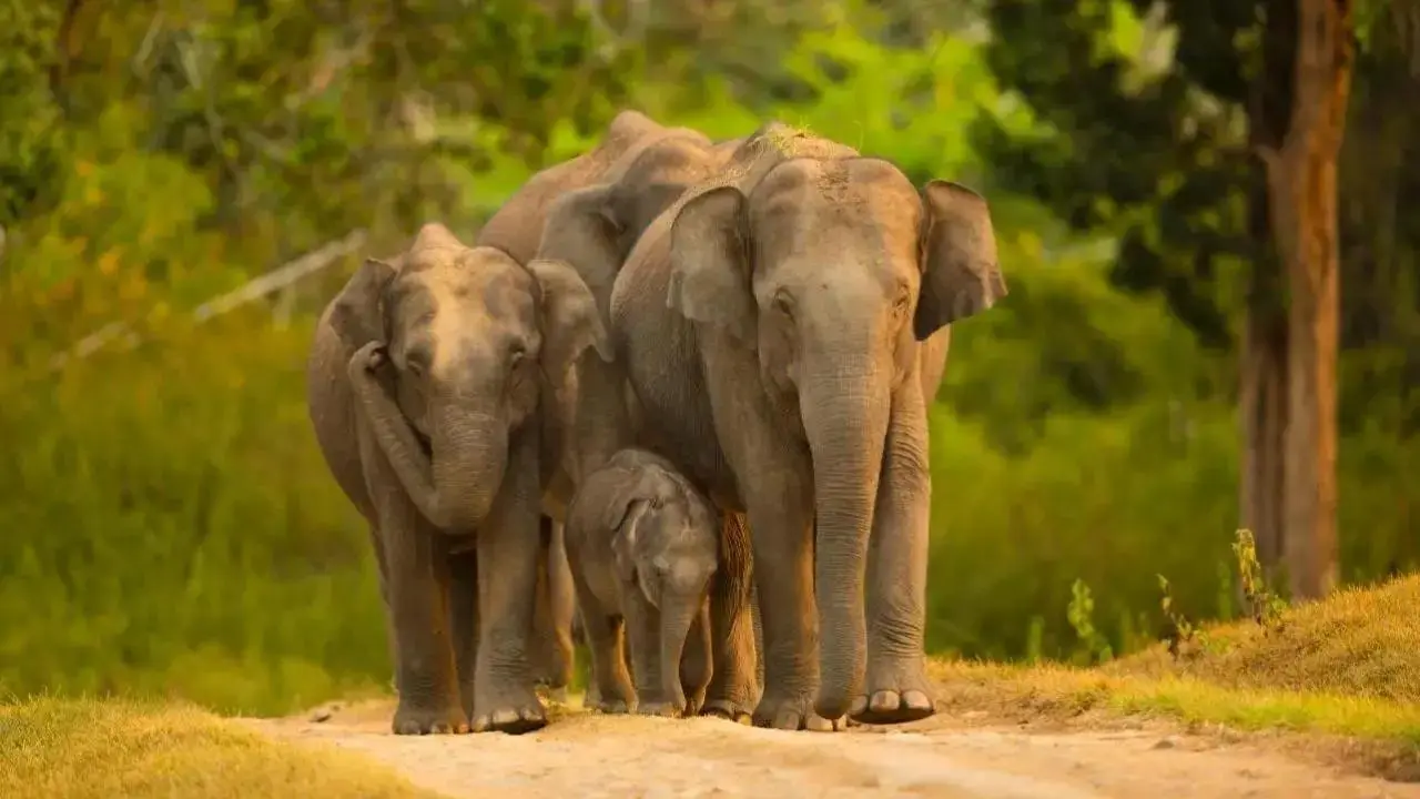 Elephant Population Rises to 2,098 in Odisha in the Last Year: Census Report