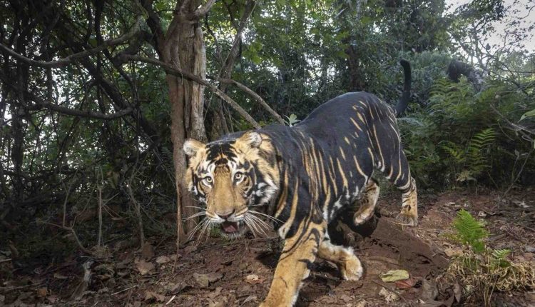 First-Ever Melanistic Tiger Safari in Odisha’s Similipal Gets Central Zoo Authority’s Nod