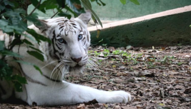 White Tigress Gives Birth to a Litter at Bhubaneswar's Nandankanan Zoological Park