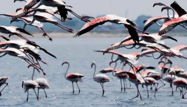 Odisha's Bhitarkanika National Park Sees Significant Rise in Bird Population