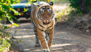 Odisha's Similipal Tiger Reserve to Welcome Two Royal Bengal Tigers from Maharashtra