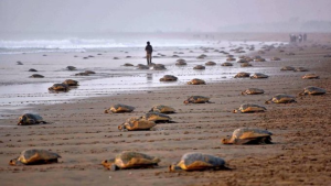 Odisha Imposes 7-Month Fishing Ban at Gahirmatha Sanctuary to Safeguard Olive Ridley Turtles