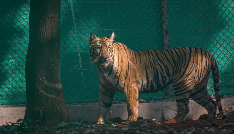 2nd Maharashtra Tigress Zeenat Released Into Core Area Of Similipal In Odisha