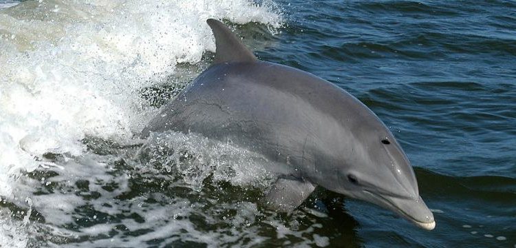 3-Day Dolphin Census Begins in Odisha's Chilika Lagoon