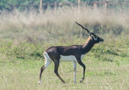 Blackbuck Population in Odisha’s Ganjam Rises by 1,044 in Two Years, Reaching 8,789