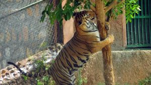 Odisha’s Nandankanan Zoo Receives Financial Assistance For Collection And Upkeep Of New Animals