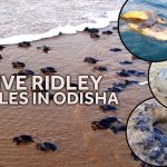 Olive Ridley Turtles in Odisha: Witnessing Nature’s Miracles at Rushikulya