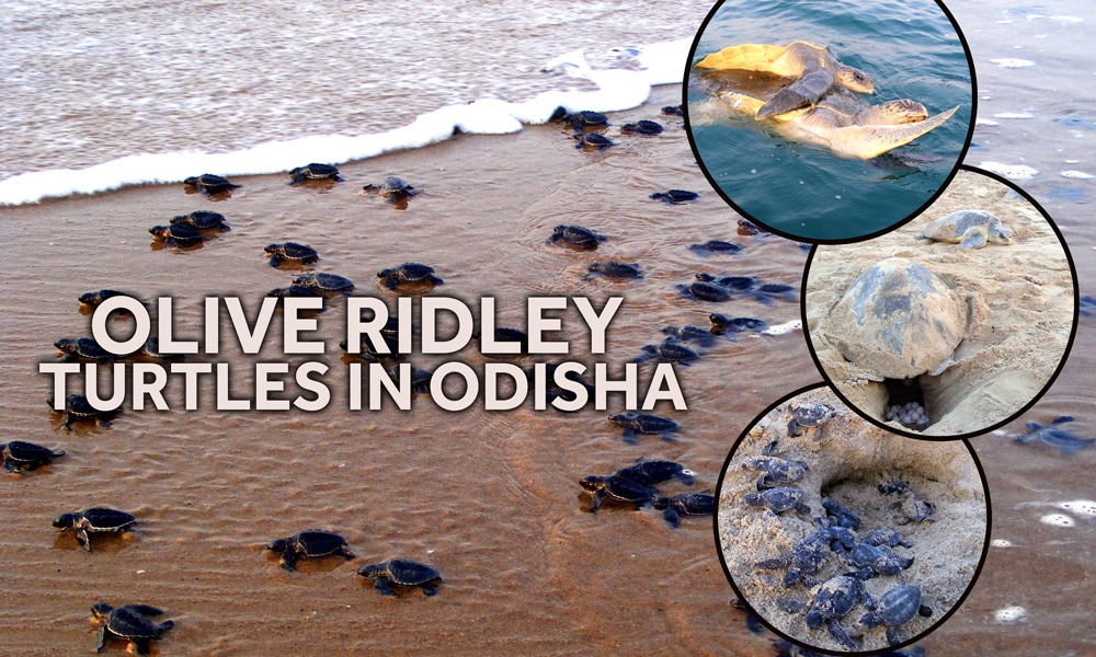 Olive Ridley Turtles in Odisha: Witnessing Nature’s Miracles at Rushikulya